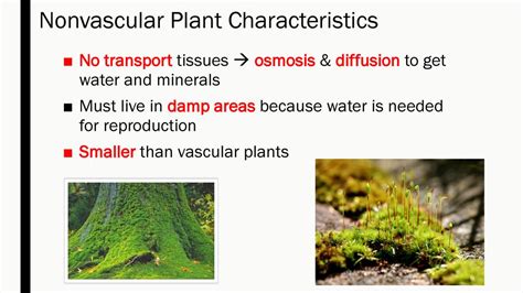 characteristics of nonvascular plants.